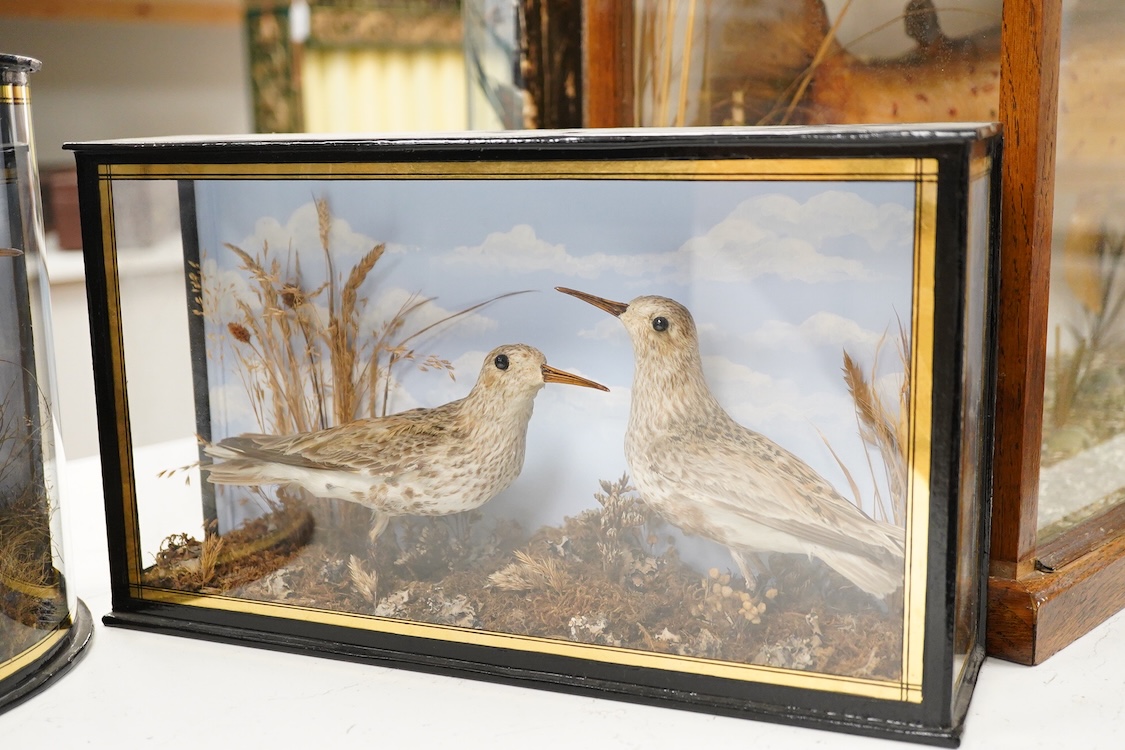 Four early 20th century cases of taxidermy dunlin birds; a pair in a flat fronted case, 18.5cm high, 32cm wide, and three individually mounted in bow fronted cases, two with labels reading; ‘Preserved by J.Cooper, 28 Rad